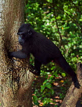 Celebes / Black crested macaque (Macaca nigra)  juvenile drinking water from a hollow in a tree, Tangkoko National Park, Sulawesi, Indonesia.