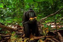 Celebes / Black crested macaque (Macaca nigra)  sub-adult male sitting on the forest floor feeding on coconut, Tangkoko National Park, Sulawesi, Indonesia.