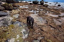 Celebes / Black crested macaque (Macaca nigra)  walking amongst the rock pools at low tide, Tangkoko National Park, Sulawesi, Indonesia.