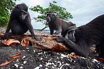 Celebes / Black crested macaque (Macaca nigra) s licking drift wood on the beach for the salt, Tangkoko National Park, Sulawesi, Indonesia.