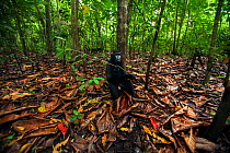 Celebes / Black crested macaque (Macaca nigra)  sub-adult male sitting on the forest floor, Tangkoko National Park, Sulawesi, Indonesia.