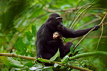 Celebes / Black crested macaque (Macaca nigra) 'Alpha' baby female aged about 1 month sitting with her mother in a tree, Tangkoko National Park, Sulawesi, Indonesia.