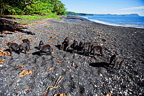 Celebes / Black crested macaque (Macaca nigra)  group gathering around a snake they have found on the beach, Tangkoko National Park, Sulawesi, Indonesia.