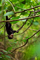 Celebes / Black crested macaque (Macaca nigra) 'Alpha' baby female aged about 1 month hanging upside down in a tree, Tangkoko National Park, Sulawesi, Indonesia.