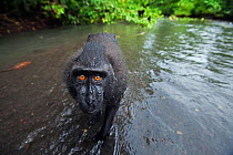 Celebes / Black crested macaque (Macaca nigra)  juvenile standing in the river, wide angle perspective, Tangkoko National Park, Sulawesi, Indonesia.