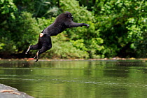 Celebes / Black crested macaque (Macaca nigra)  sub-adult male jumping into the river, Tangkoko National Park, Sulawesi, Indonesia.