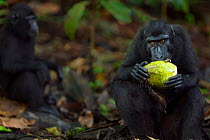 Celebes / Black crested macaque (Macaca nigra)  female feeding on a coconut, Tangkoko National Park, Sulawesi, Indonesia.