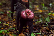 Celebes / Black crested macaque (Macaca nigra)  female showing swelling of sexual skin in estrus, Tangkoko National Park, Sulawesi, Indonesia.