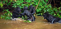 Celebes / Black crested macaque (Macaca nigra) group playing in the river, Tangkoko National Park, Sulawesi, Indonesia.