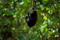 Celebes / Black crested macaque (Macaca nigra)  sub-adult hanging from a branch, Tangkoko National Park, Sulawesi, Indonesia.
