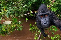 Celebes / Black crested macaque (Macaca nigra)  juvenile sitting on a tree, wet from playing in the river, wide angle perspective, Tangkoko National Park, Sulawesi, Indonesia.