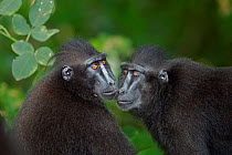 Celebes / Black crested macaque (Macaca nigra)  two females greeting each other, Tangkoko National Park, Sulawesi, Indonesia.