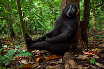 Celebes / Black crested macaque (Macaca nigra)  sub-adult male sitting against a tree trunk, Tangkoko National Park, Sulawesi, Indonesia.