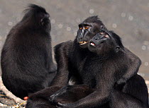 Celebes / Black crested macaque (Macaca nigra)  females hugging each other as a greeting and comfort due to one's distress, Tangkoko National Park, Sulawesi, Indonesia.