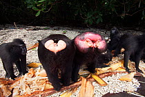 Celebes / Black crested macaque (Macaca nigra)  close-up of rears, one female in estrus and one male, Tangkoko National Park, Sulawesi, Indonesia.