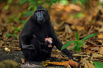 Celebes / Black crested macaque (Macaca nigra)  female with suckling baby aged less than 1 month, Tangkoko National Park, Sulawesi, Indonesia.