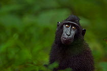 Celebes / Black crested macaque (Macaca nigra)  juvenile head and shoulders portrait, Tangkoko National Park, Sulawesi, Indonesia.