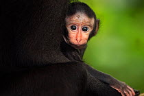 Celebes / Black crested macaque (Macaca nigra)  male baby aged less than 1 month sitting in his mother's arms, Tangkoko National Park, Sulawesi, Indonesia.