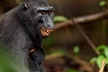Celebes / Black crested macaque (Macaca nigra)  female showing aggression towards another female who showed an interest in her baby, Tangkoko National Park, Sulawesi, Indonesia.