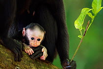 Celebes / Black crested macaque (Macaca nigra)  baby less than 1 month in its mothers arms, Tangkoko National Park, Sulawesi, Indonesia.