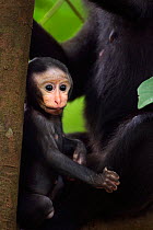 Celebes / Black crested macaque (Macaca nigra)  baby aged less than 1 month sitting with its mother, Tangkoko National Park, Sulawesi, Indonesia.