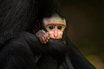 Celebes / Black crested macaque (Macaca nigra)  baby aged less than 1 month sitting in its mother's arms, Tangkoko National Park, Sulawesi, Indonesia.
