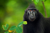 Celebes / Black crested macaque (Macaca nigra)  female head and shoulders standing portrait, Tangkoko National Park, Sulawesi, Indonesia.