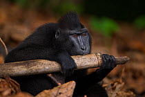 Celebes / Black crested macaque (Macaca nigra)  sub-adult male trying to break into bamboo to feed on ant eggs from a nest, Tangkoko National Park, Sulawesi, Indonesia.
