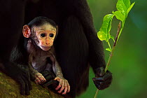 Celebes / Black crested macaque (Macaca nigra)  baby less than 1 month old in mothers arms, Tangkoko National Park, Sulawesi, Indonesia.