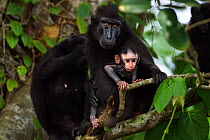 Celebes / Black crested macaque (Macaca nigra)  female with her baby aged less than 1 month being groomed in a tree, Tangkoko National Park, Sulawesi, Indonesia.