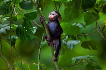 Celebes / Black crested macaque (Macaca nigra)  baby aged less than 1 month playing in a tree, Tangkoko National Park, Sulawesi, Indonesia.