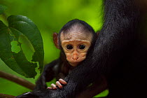 Celebes / Black crested macaque (Macaca nigra)  baby less than 1 month in mother's arms, Tangkoko National Park, Sulawesi, Indonesia.