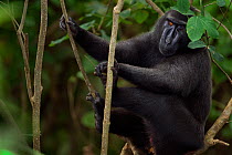 Celebes / Black crested macaque (Macaca nigra)  mature male sitting in a tree, Tangkoko National Park, Sulawesi, Indonesia.