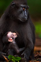 Celebes / Black crested macaque (Macaca nigra)  female with her suckling baby aged less than 1 month, Tangkoko National Park, Sulawesi, Indonesia.