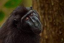 Celebes / Black crested macaque (Macaca nigra)  mature male head and shoulders portrait, Tangkoko National Park, Sulawesi, Indonesia.
