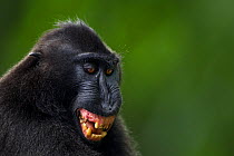 Celebes / Black crested macaque (Macaca nigra)  mature male grimacing at a female, Tangkoko National Park, Sulawesi, Indonesia.