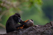 Celebes / Black crested macaque (Macaca nigra)  sub-adult male feeding on a coconut, Tangkoko National Park, Sulawesi, Indonesia.