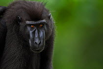 Celebes / Black crested macaque (Macaca nigra)  sub-adult male head and shoulders portrait, Tangkoko National Park, Sulawesi, Indonesia.