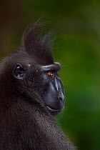 Celebes / Black crested macaque (Macaca nigra)  mature male head and shoulders portrait, Tangkoko National Park, Sulawesi, Indonesia.