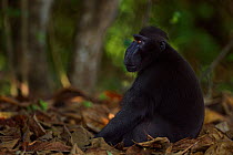 Celebes / Black crested macaque (Macaca nigra)  mature male sitting on the forest floor, Tangkoko National Park, Sulawesi, Indonesia.