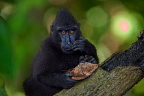 Celebes / Black crested macaque (Macaca nigra)  juvenile feeding on coconut husk, Tangkoko National Park, Sulawesi, Indonesia.