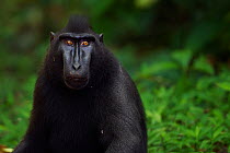 Celebes / Black crested macaque (Macaca nigra)  mature male head and shoulders sitting portrait,  Tangkoko National Park, Sulawesi, Indonesia.