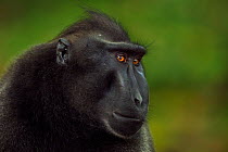 Celebes / Black crested macaque (Macaca nigra)  mature male head portrait, Tangkoko National Park, Sulawesi, Indonesia.