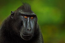 Celebes / Black crested macaque (Macaca nigra)  mature male head portrait, Tangkoko National Park, Sulawesi, Indonesia.
