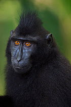 Celebes / Black crested macaque (Macaca nigra)  juvenile head and shoulders portrait, Tangkoko National Park, Sulawesi, Indonesia.