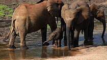 THIS VIDEO CLIP WILL BE AVAILABLE TO VIEW ONLINE SOON. TO VIEW NOW, PLEASE CONTACT US. - African forest elephants (Loxodonta africana cyclotis) drinking and washing in a mineral hole, Dzanga Bai, Dzan...