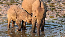 THIS VIDEO CLIP WILL BE AVAILABLE TO VIEW ONLINE SOON. TO VIEW NOW, PLEASE CONTACT US. - African forest elephant (Loxodonta africana cyclotis) adolescent calf trying to suckle from mother at a mineral...