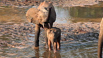 THIS VIDEO CLIP WILL BE AVAILABLE TO VIEW ONLINE SOON. TO VIEW NOW, PLEASE CONTACT US. - Family of African forest elephants (Loxodonta africana cyclotis) moving from one mineral hole to another, Dzang...