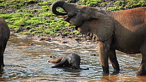 THIS VIDEO CLIP WILL BE AVAILABLE TO VIEW ONLINE SOON. TO VIEW NOW, PLEASE CONTACT US. - African forest elephant (Loxodonta africana cyclotis) calf bathing in waterhole, with mother drinking nearby, D...