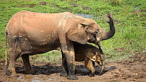 THIS VIDEO CLIP WILL BE AVAILABLE TO VIEW ONLINE SOON. TO VIEW NOW, PLEASE CONTACT US. - African forest elephant (Loxodonta africana cyclotis) calf and mother feeding at a mineral hole and scenting th...